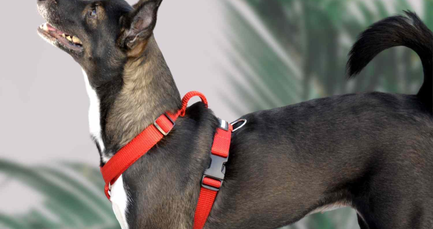 Designer Patterned No Pull Harness - Stylish and Functional Protection for Your Dog