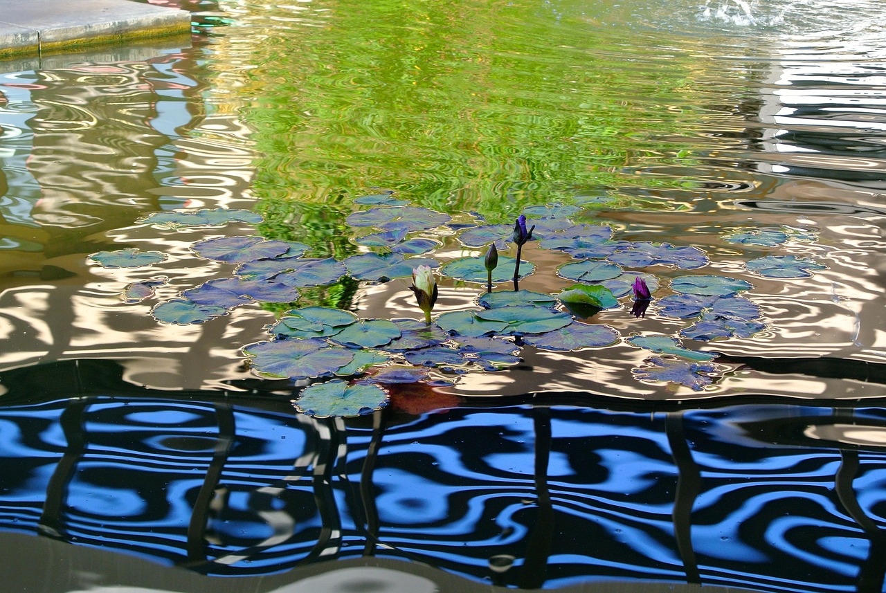 Water, pond, nature — Become More Visible with 100% Real Instagram Followers